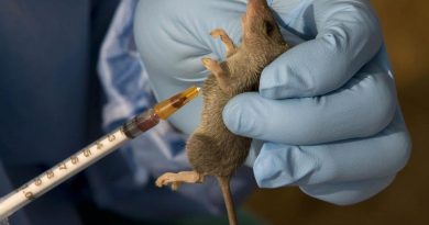 Lassa Fever: 29 dead, 195 infected across Nigeria - NCDC gives update