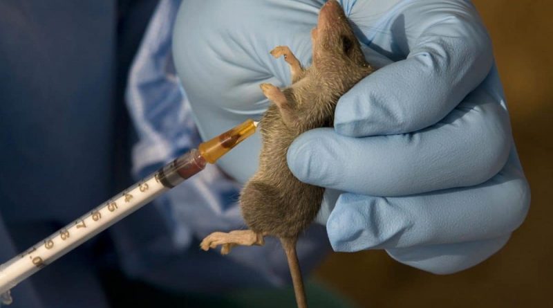 Stop eating rats, Minister advises Nigerians