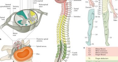 All About a Spinal Cord Injury