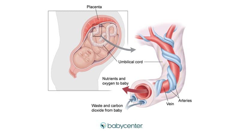 3 Main Functions of the Umbilical Cord