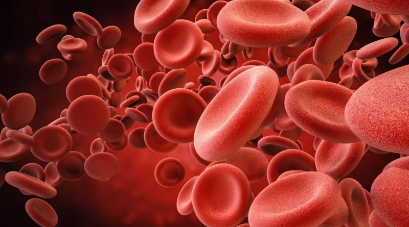 The Red Blood Cells - Marvelous Aspect Of Creation
