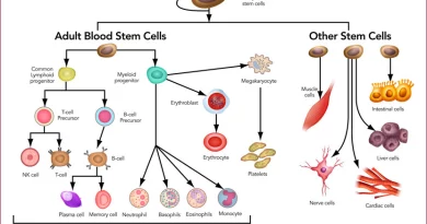 Adult Stem Cells - The Building Blocks of Regenerative Medicine