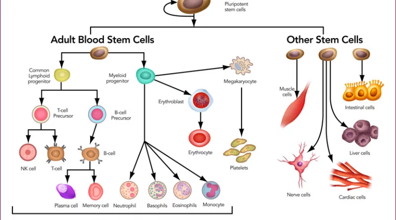 Adult Stem Cells - The Building Blocks of Regenerative Medicine