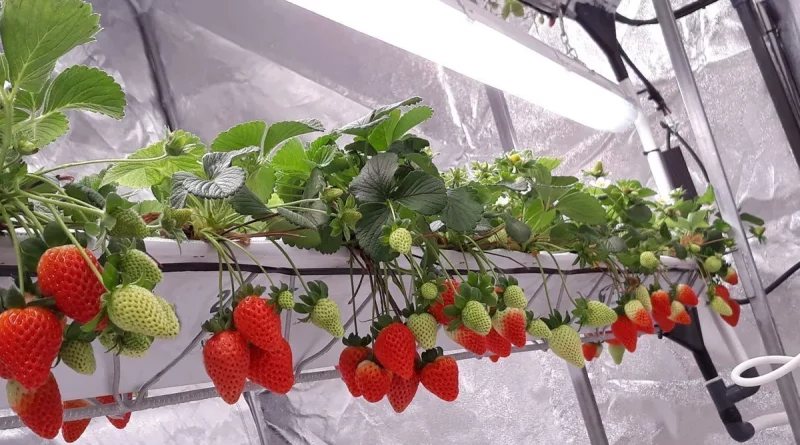 Hydroponic Strawberries Are Bigger And Taste Better